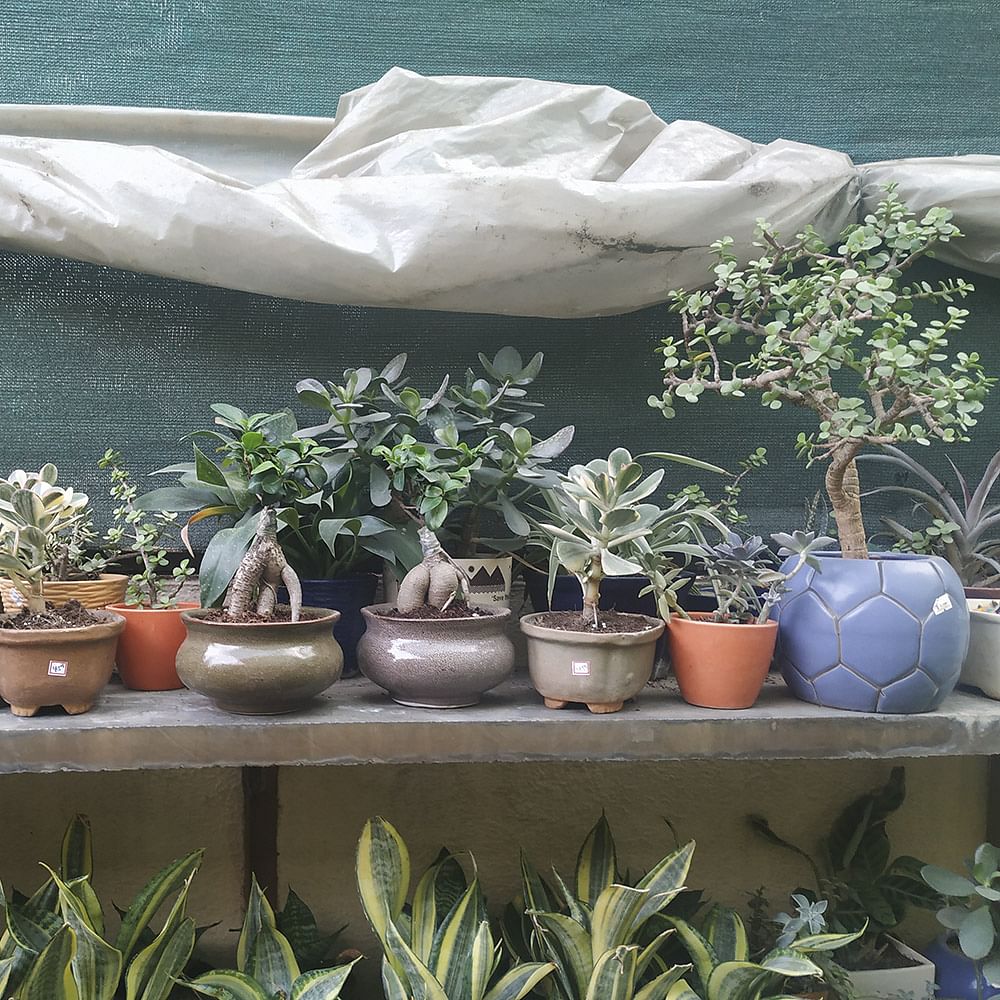 Flowerpot,Houseplant,Plant,Botany,Flower,Landscape,Garden,Room,Pottery,Interior design