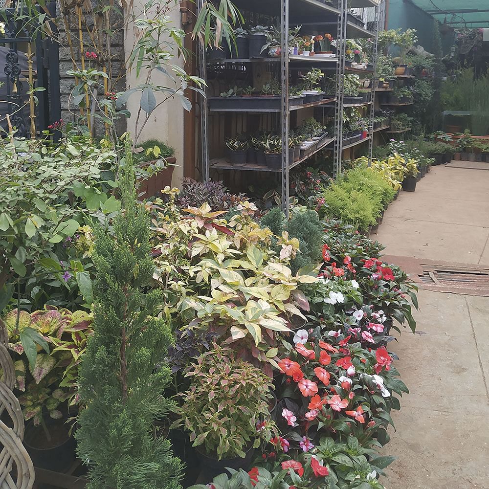 Flower,Plant,Botany,Garden,Tree,Shrub,Landscape,Annual plant,Houseplant,Perennial plant