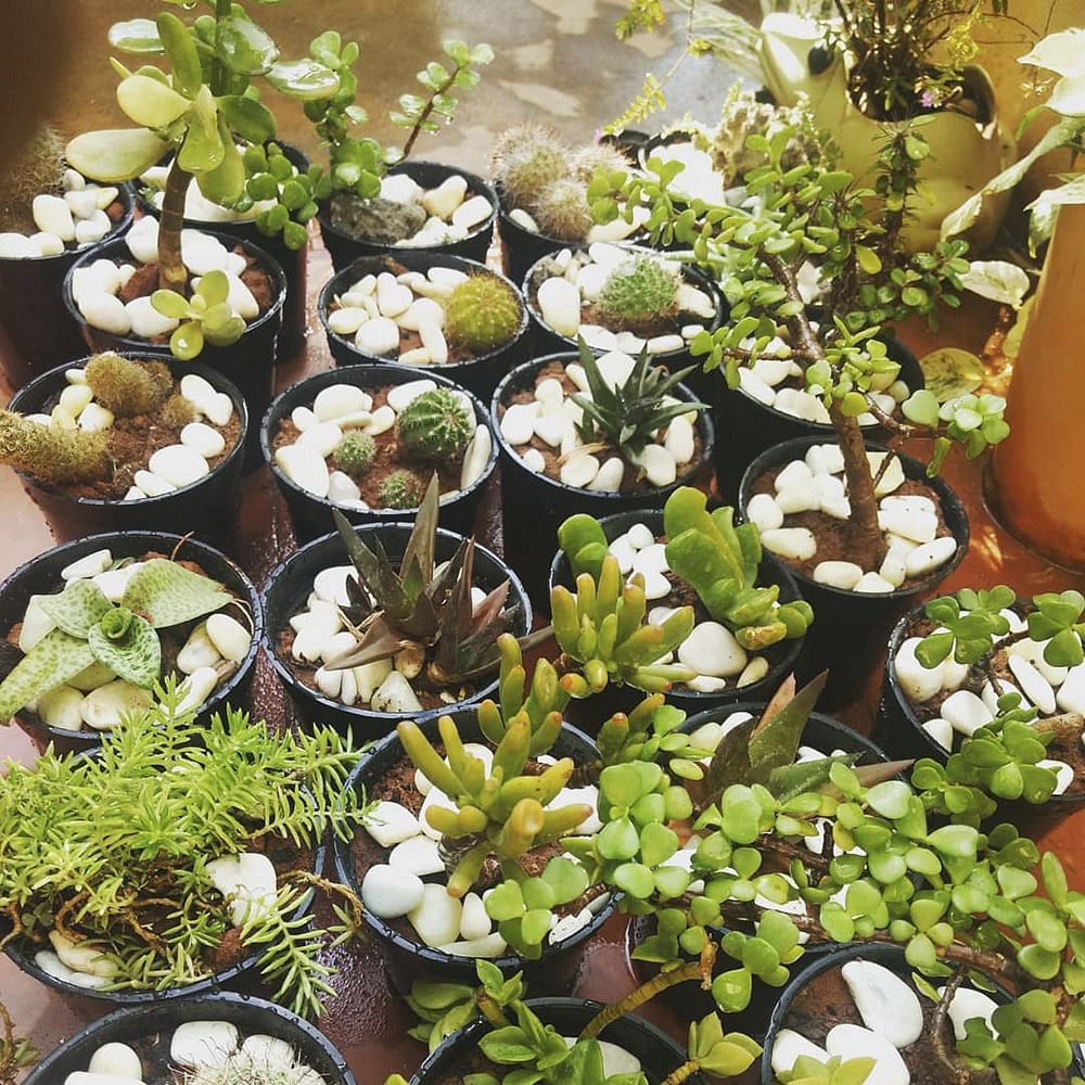 Flower,Plant,Flowerpot,Houseplant,Stonecrop family,Succulent plant,Nepenthes
