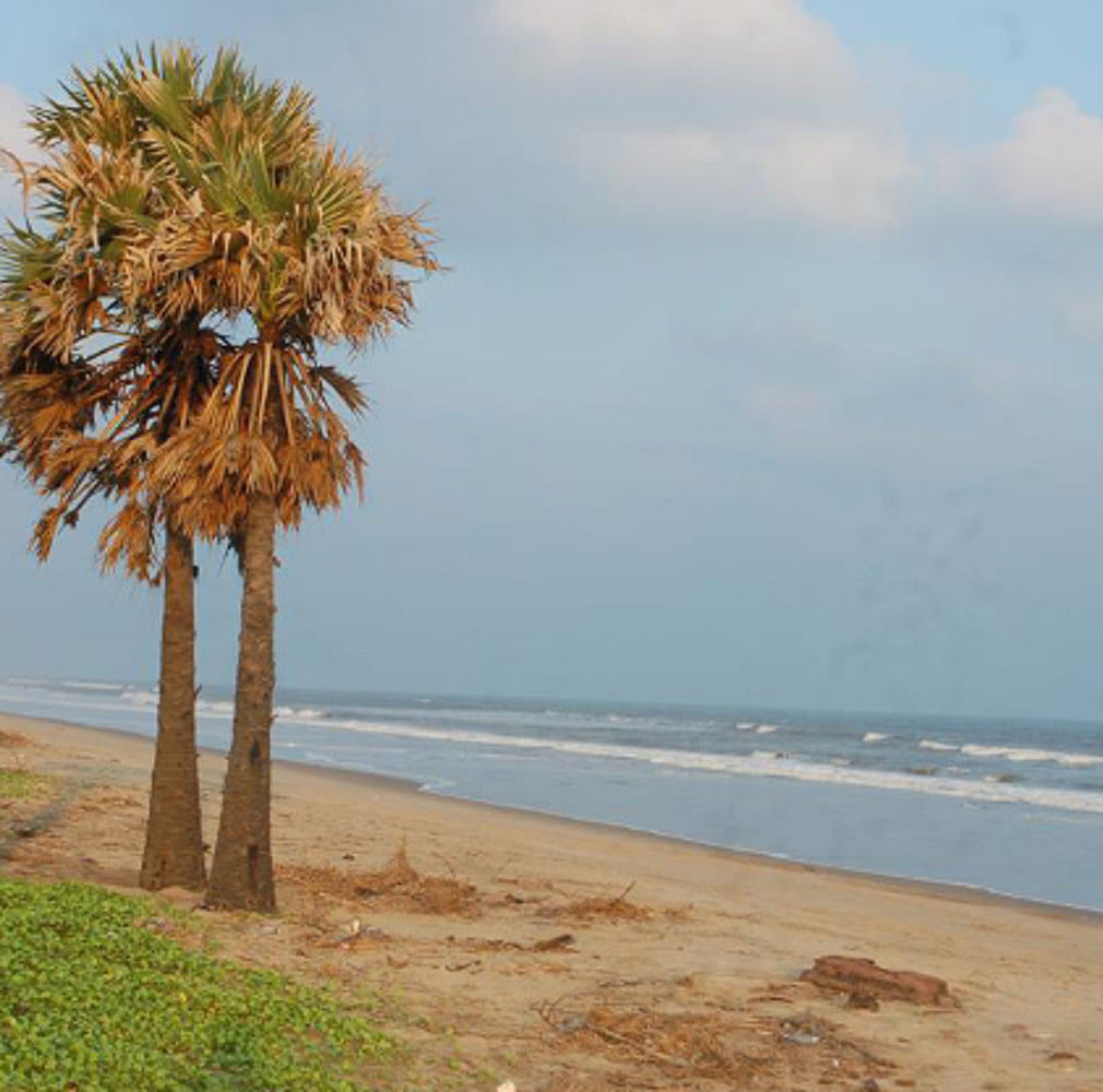 Tree,Palm tree,Borassus flabellifer,Arecales,Sky,Woody plant,Beach,Plant,Tropics,Sea