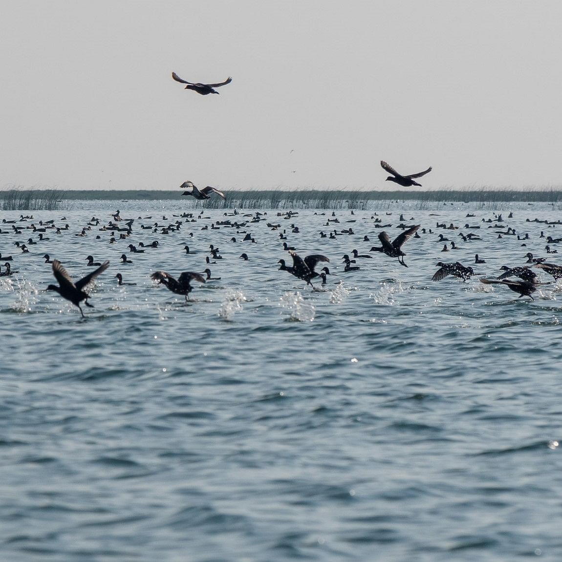 Water,Bird,Bird migration,Sea,Flock,Seabird,Animal migration,Sky,Ocean,Wildlife