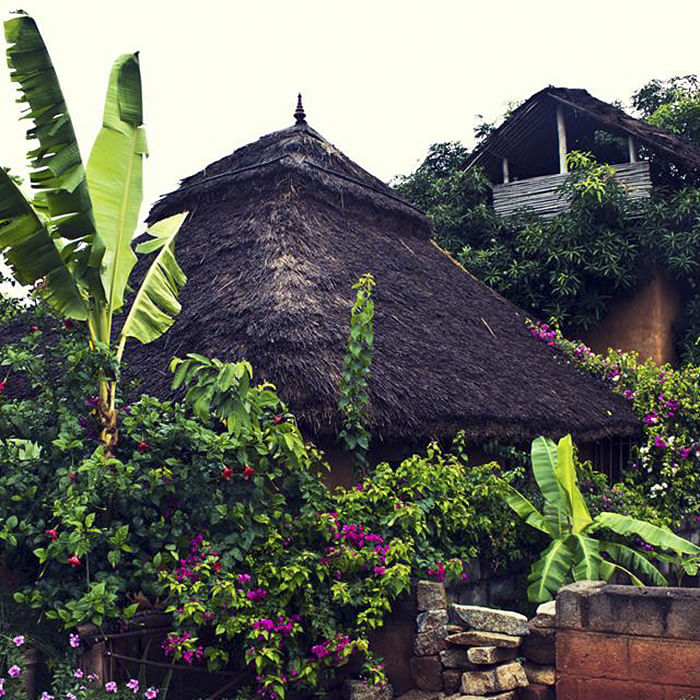 Vegetation,Green,House,Roof,Cottage,Home,Plant,Botany,Leaf,Tree