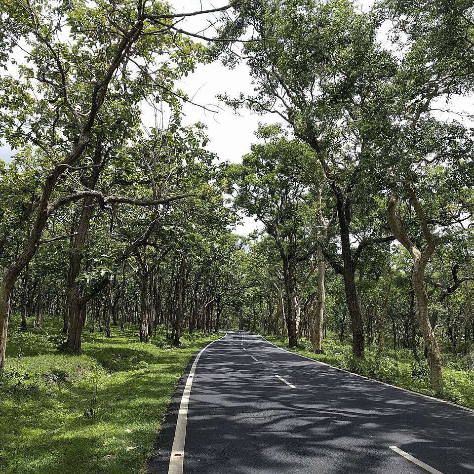 Tree,Natural landscape,Vegetation,Natural environment,Nature reserve,Road,Woody plant,Forest,Thoroughfare,Plant