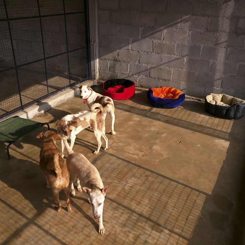 Mammal,Vertebrate,Dog,Canidae,Dog breed,Carnivore,Galgo español,Whippet,Saluki,Polish greyhound