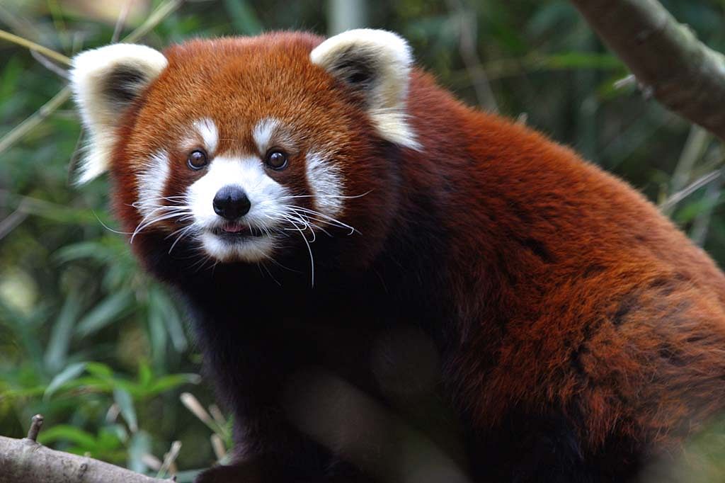 Mammal,Red panda,Vertebrate,Terrestrial animal,Wildlife,Whiskers,Carnivore,Organism,Leaf,Snout