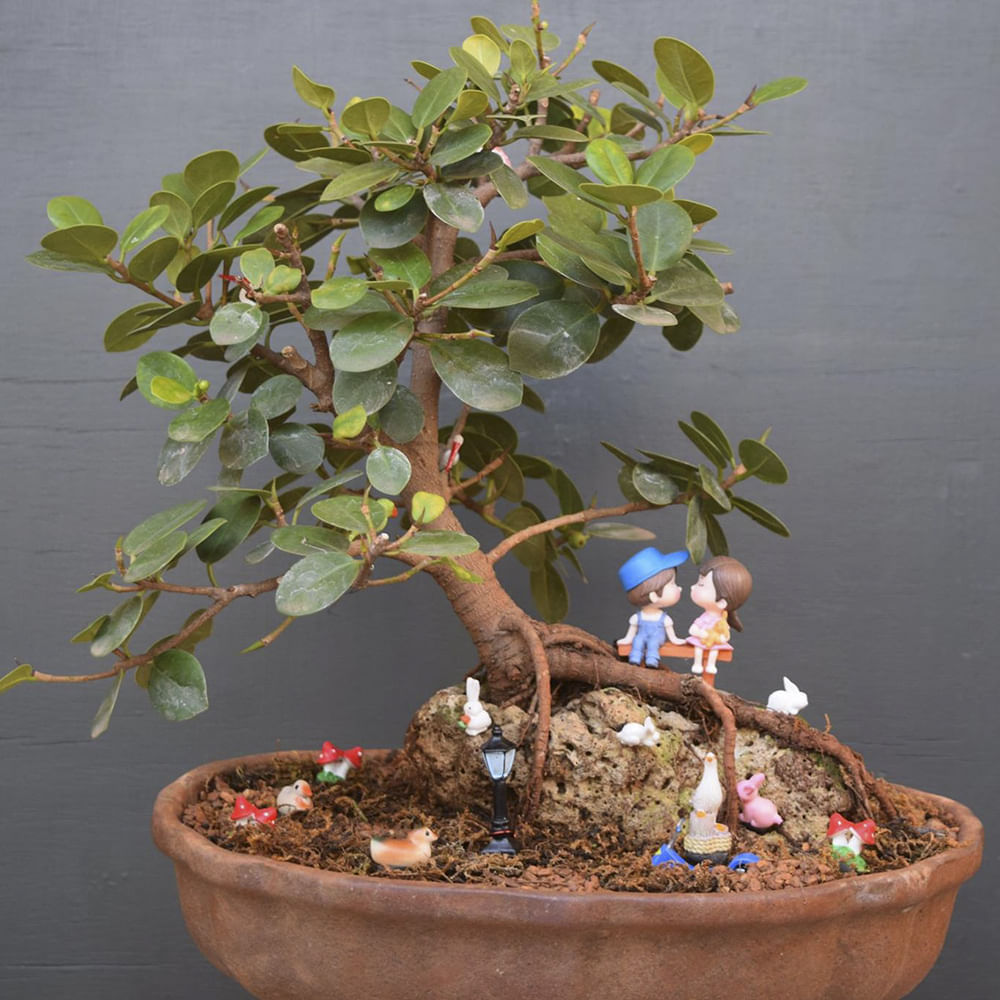 Flower,Houseplant,Plant,Flowerpot,Sageretia theezans,Tree,Bonsai