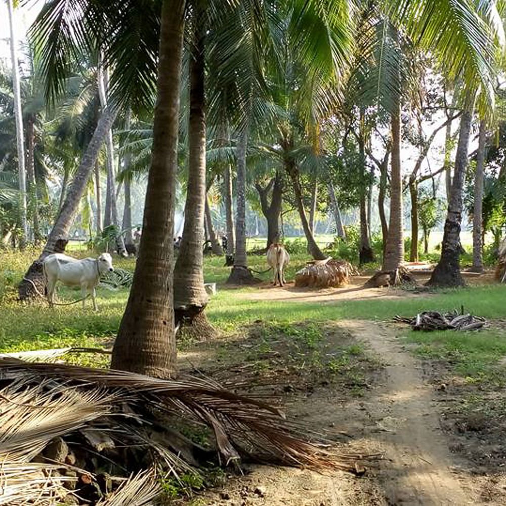 Tree,Nature,Palm tree,Elaeis,Vegetation,Arecales,Natural landscape,Woody plant,Natural environment,Plant