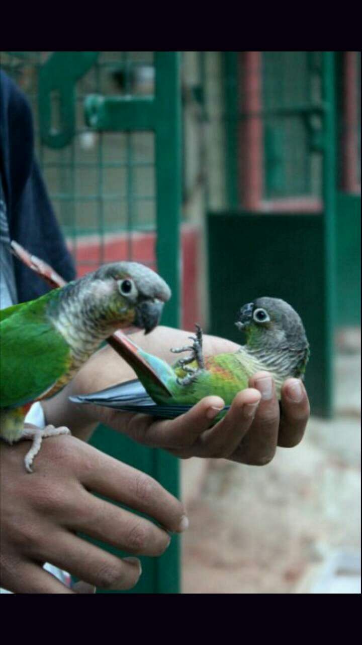 Vertebrate,Bird,Lovebird,Beak,Adaptation,Parrot,Hand,Wildlife,Parakeet