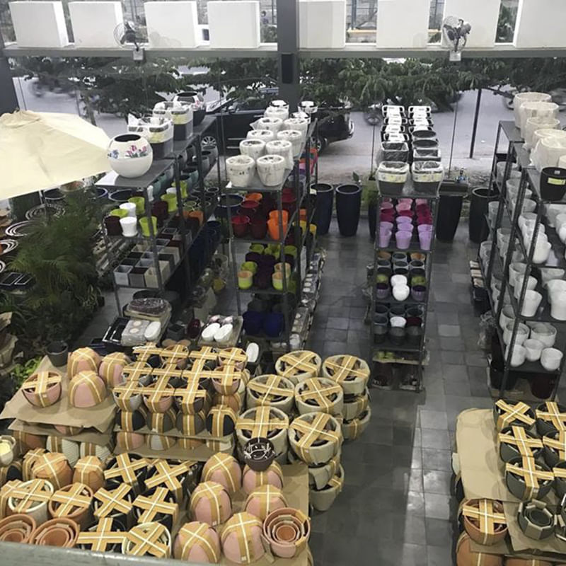 Footwear,Plant,Shoe,Food,Local food,Vehicle,Car,Whole food