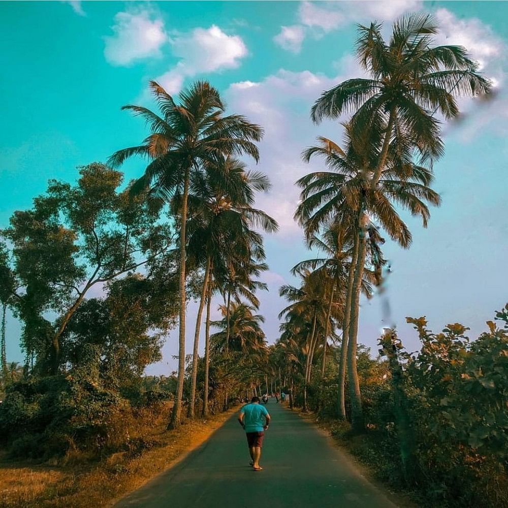 Tree,Palm tree,Vegetation,Arecales,Sky,Road,Woody plant,Plant,Attalea speciosa,Date palm