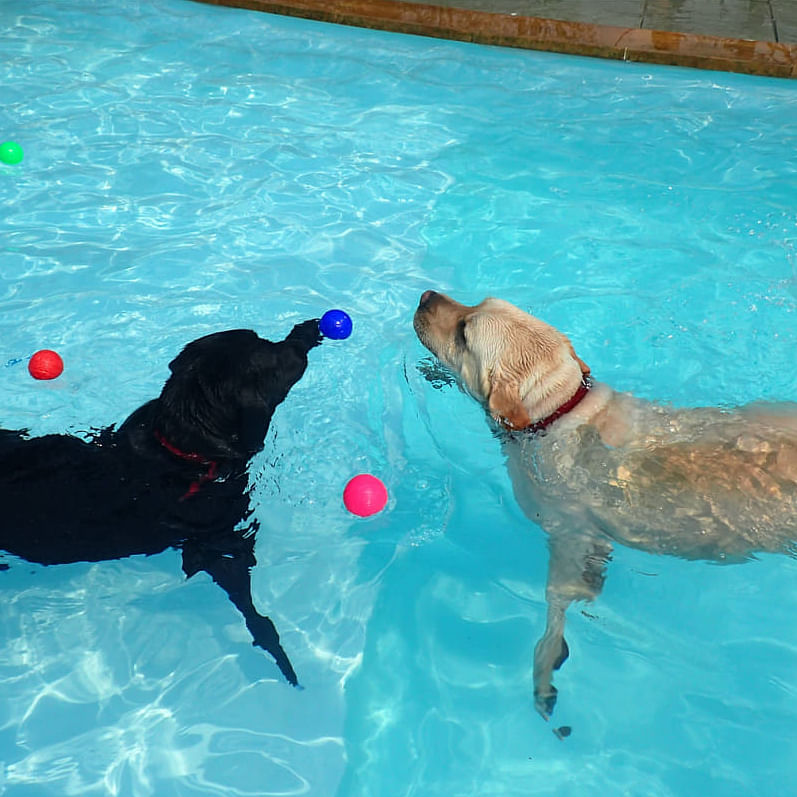 Water,Canidae,Dog,Fun,Dog breed,Leisure,Swimming pool,Sporting Group,Recreation,Leisure centre