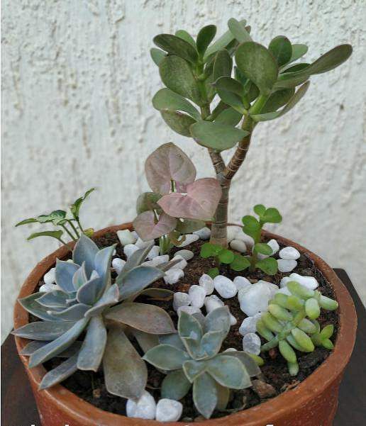 Flower,Plant,Flowerpot,Houseplant,Flowering plant,Herb