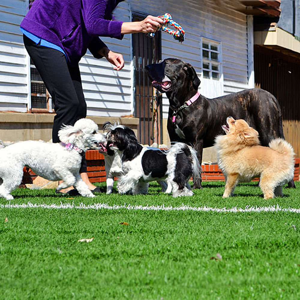 Dog,Mammal,Vertebrate,Canidae,Dog breed,Carnivore,Conformation show,Kennel club,Obedience training,Sporting Group