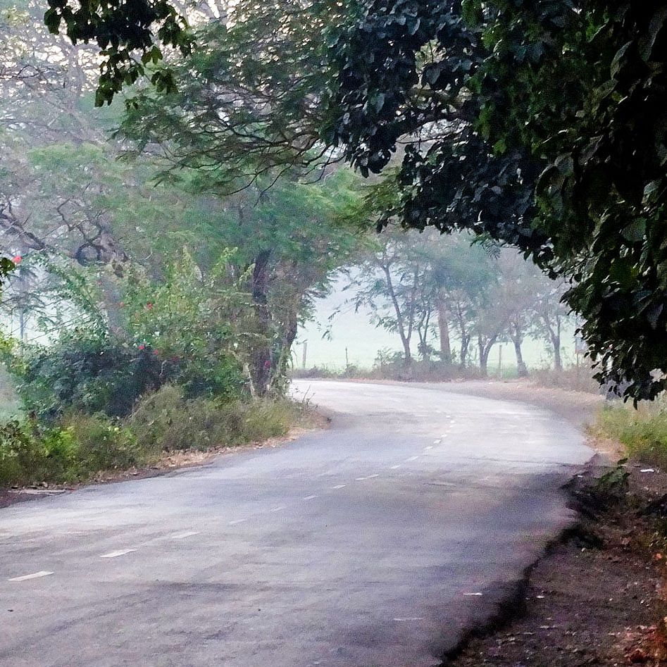 Nature,Sky,Tree,Atmospheric phenomenon,Road,Vegetation,Natural environment,Wilderness,Light,Morning