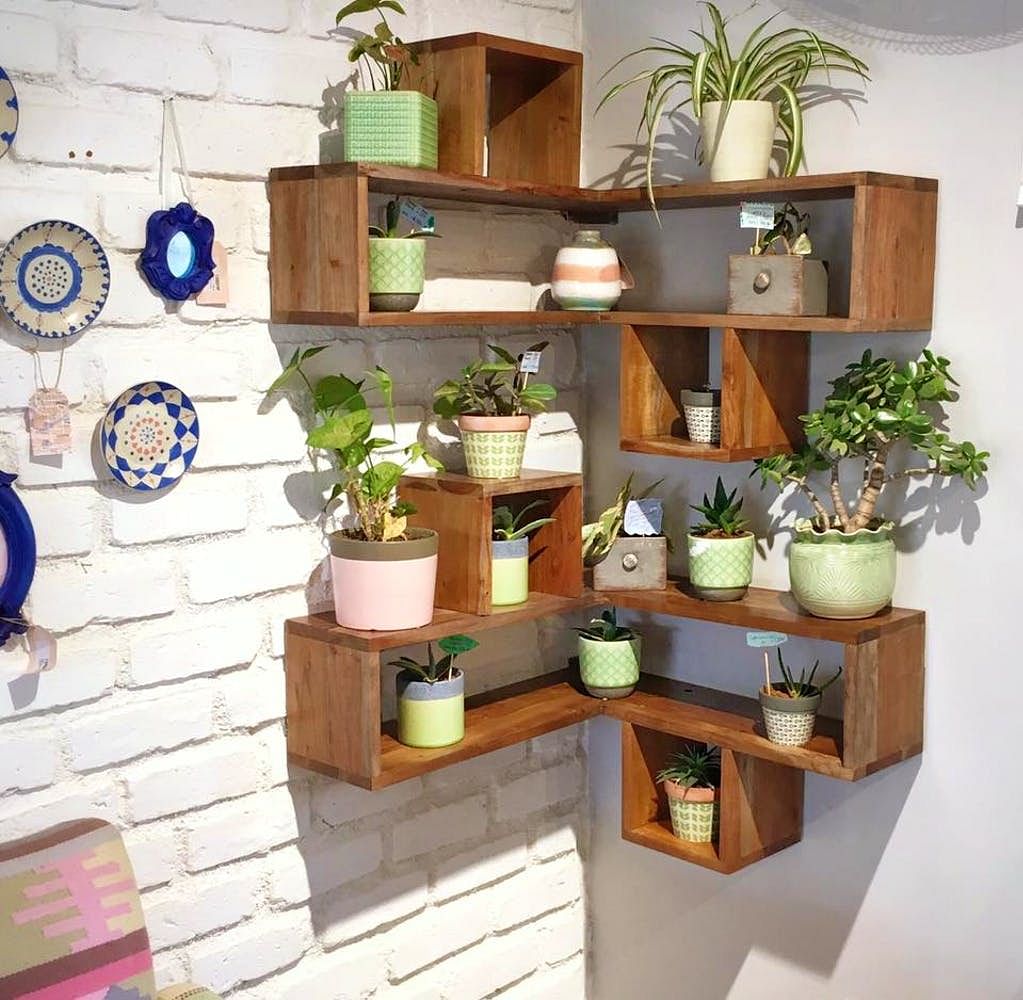 Shelf,Houseplant,Shelving,Room,Furniture,Flowerpot,Interior design,Plant,Building