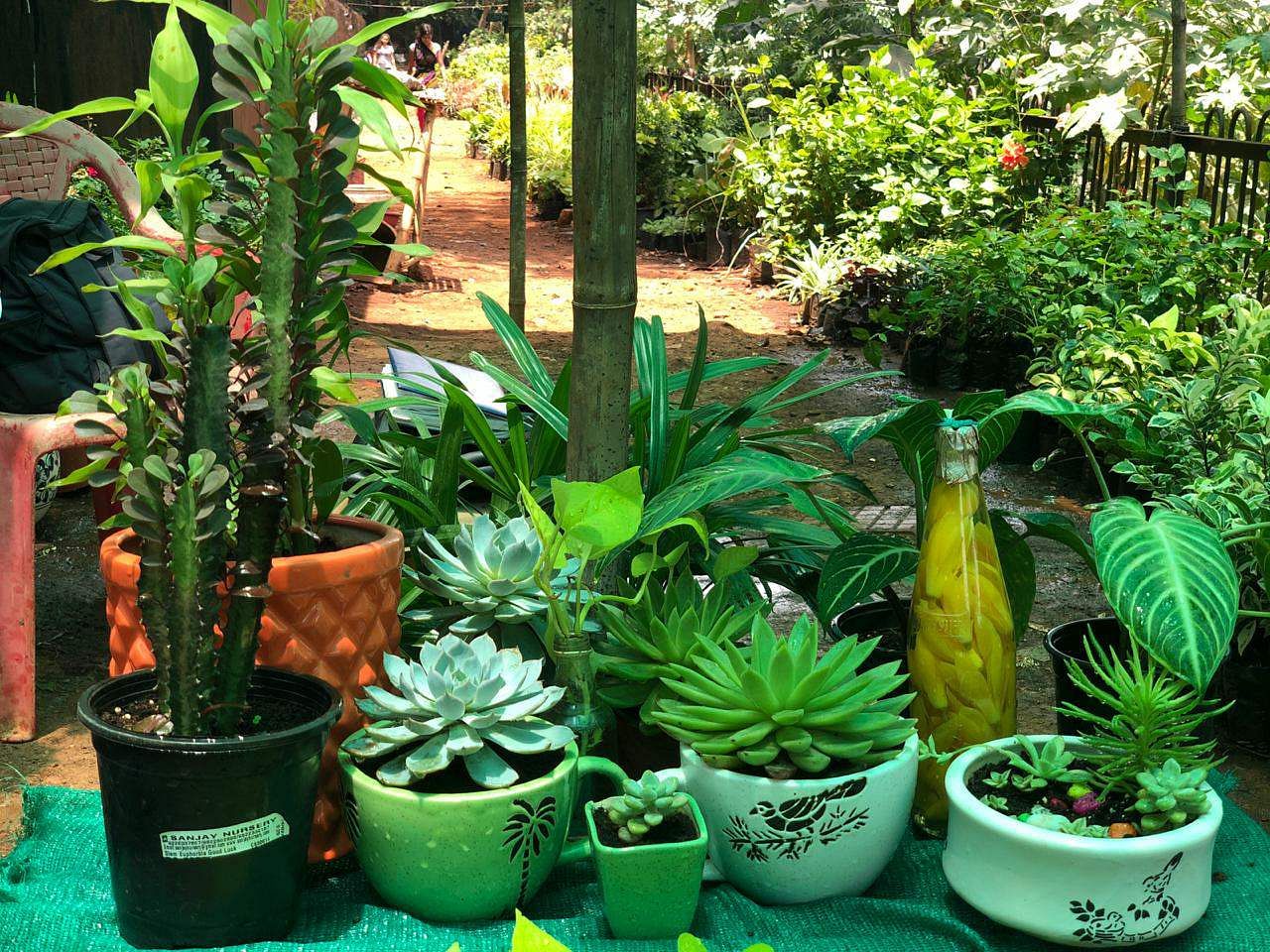 Plant,Flowerpot,Houseplant,Flower,Terrestrial plant,Botany,Garden,Vascular plant,Herb,Plant community