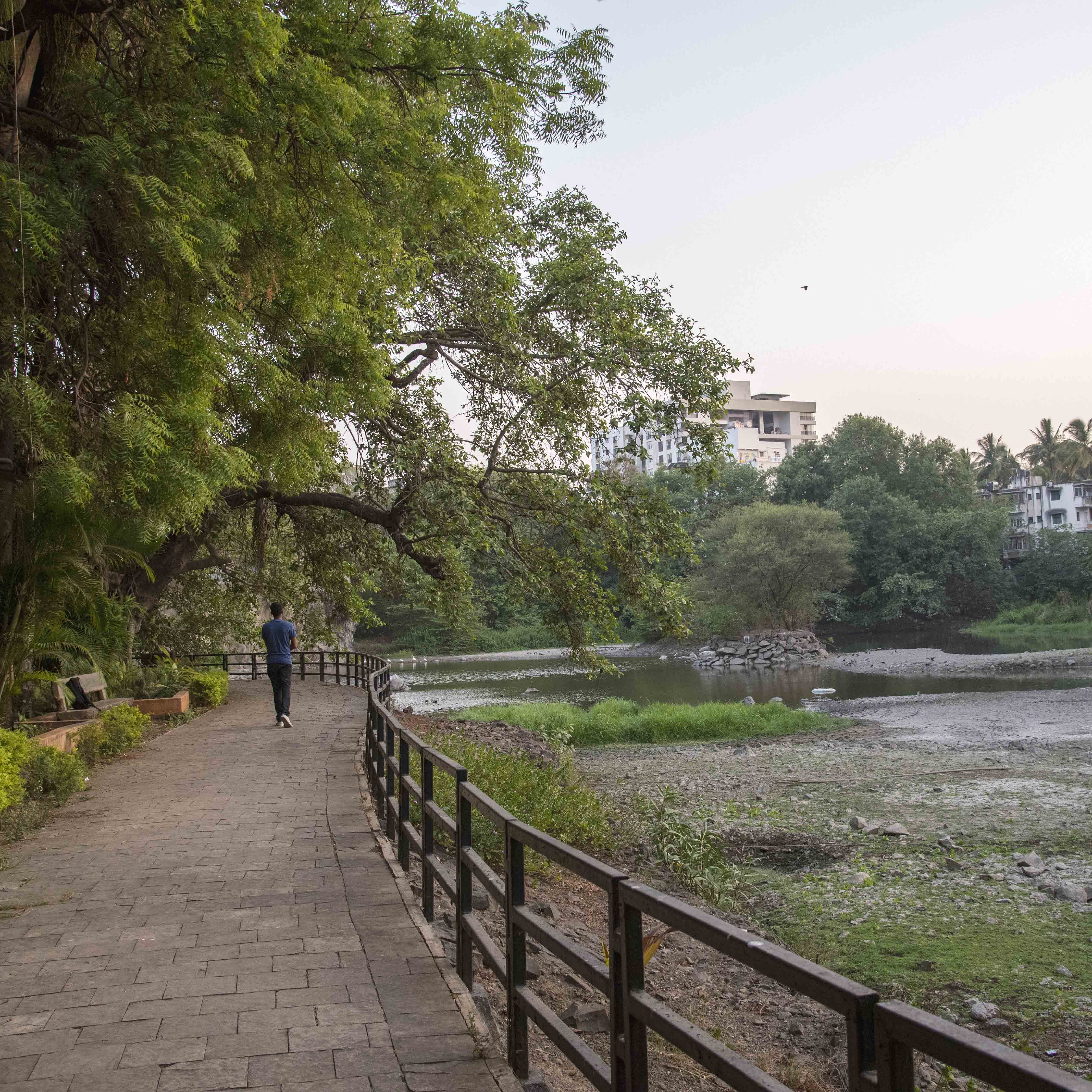 Nature,Natural landscape,Vegetation,Tree,Nature reserve,Natural environment,Botany,Walkway,River,Spring