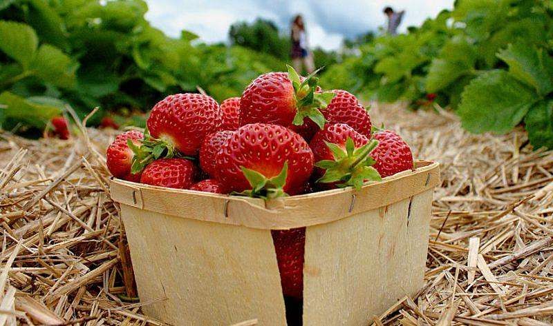 Natural foods,Strawberry,Strawberries,Berry,Fruit,Local food,Food,Superfood,Plant,Frutti di bosco