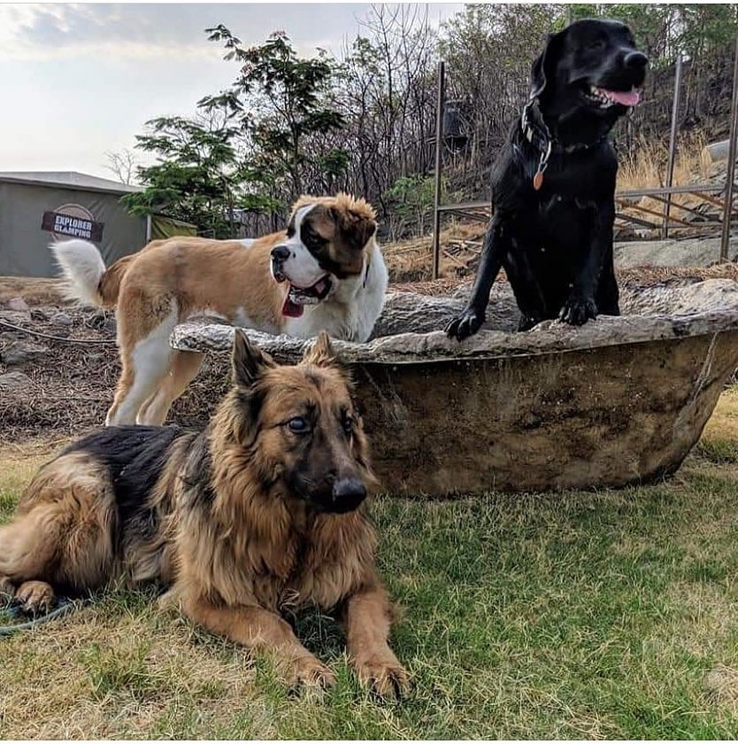 Dog,Mammal,Vertebrate,Canidae,Dog breed,Carnivore,Sporting Group,Giant dog breed,Leonberger,Boerboel