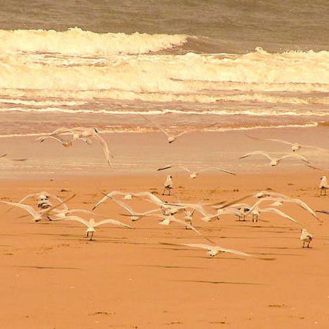 Sand,Sky,Sea,Seabird,Ocean,Shore,Gull,Charadriiformes,Wave,Beach