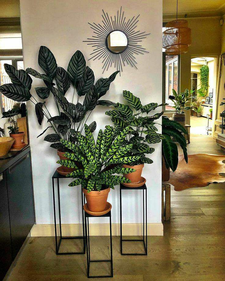 Flowerpot,Room,Houseplant,Interior design,Plant,Flower,Botany,Wall,Branch,Table