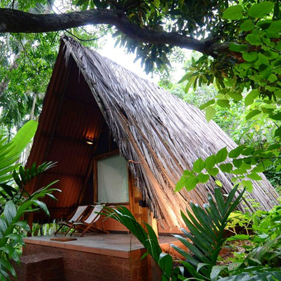 Jungle,Hut,House,Botany,Tree,Rainforest,Roof,Building,Cottage,Plant