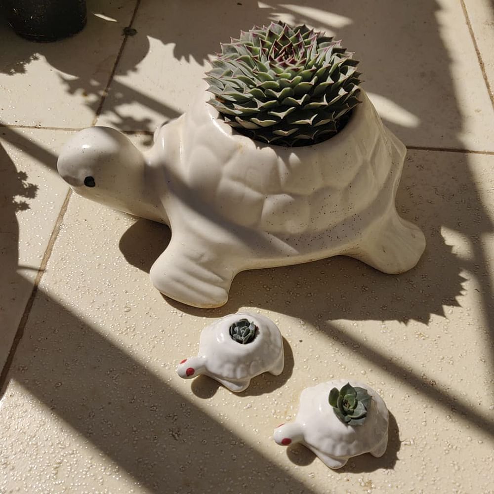 Grass,Sculpture,Plant,Houseplant,Toy,Ceramic