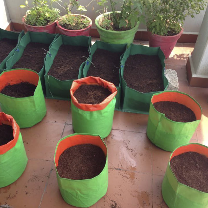 Flowerpot,Green,Houseplant,Plant,Soil,Herb