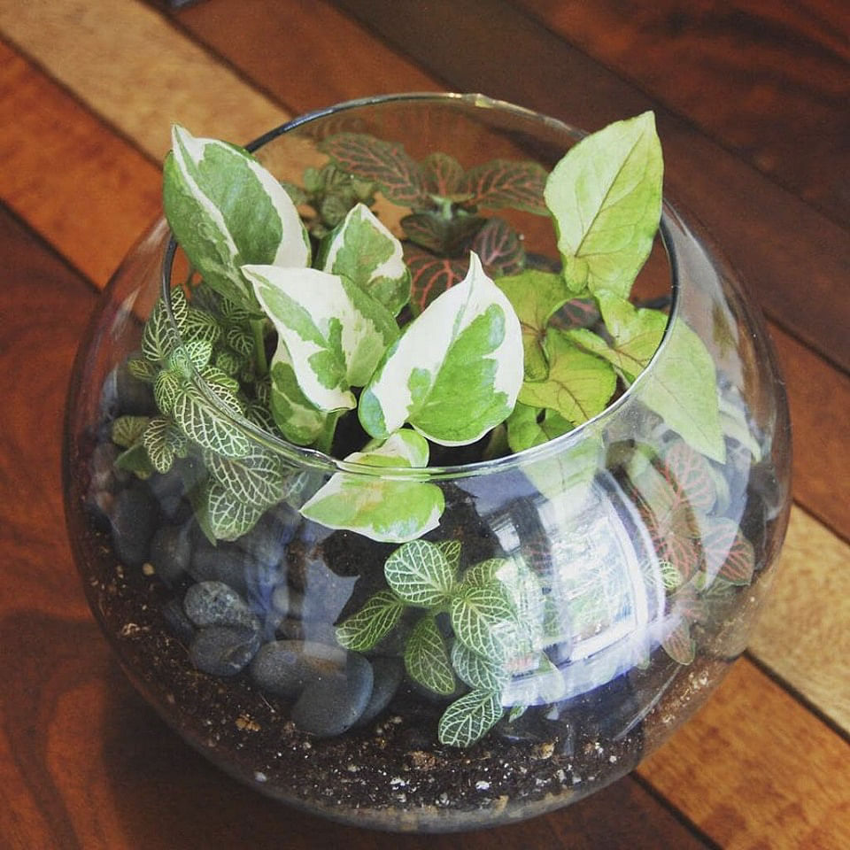 Flowerpot,Flower,Houseplant,Plant,Leaf,Herb,Flowering plant