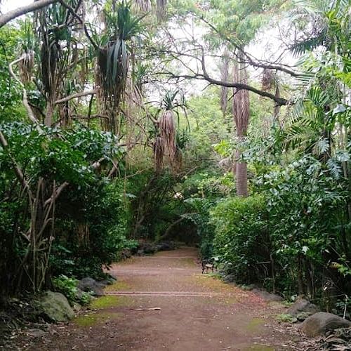 Vegetation,Nature reserve,Nature,Natural environment,Jungle,Trail,Forest,Tree,Rainforest,Natural landscape