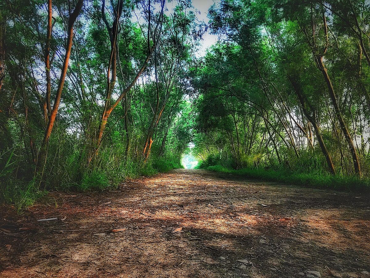 Tree,Natural landscape,Nature,Natural environment,Forest,Vegetation,Woodland,Green,Nature reserve,Dirt road