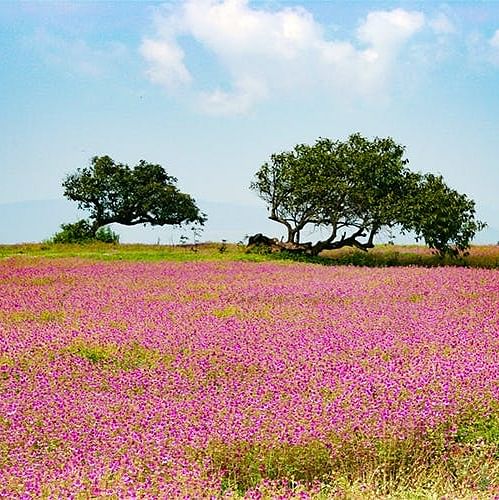 Field,Grassland,Natural environment,Plant,Flower,Prairie,Natural landscape,Meadow,Lavender,Sky