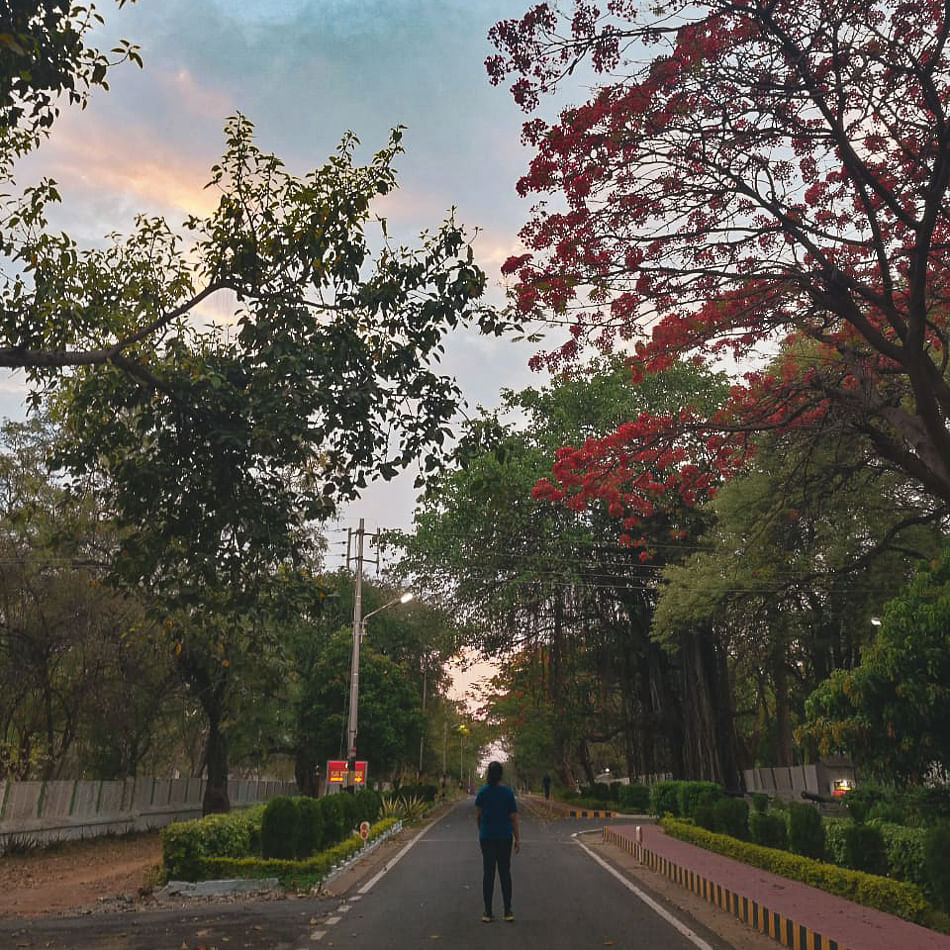 Tree,Sky,Leaf,Woody plant,Spring,Road,Plant,Morning,Branch,Thoroughfare