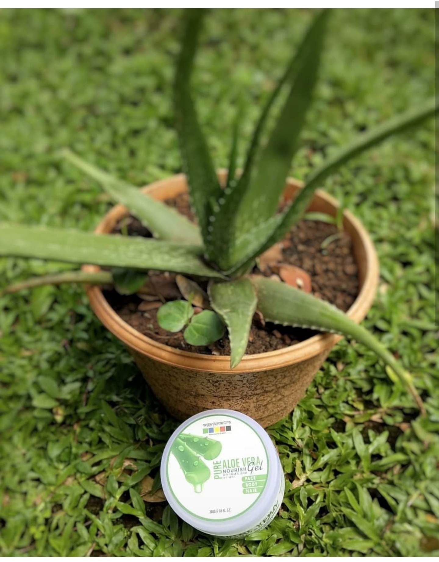 Aloe,Plant,Flower,Flowerpot,Terrestrial plant,Xanthorrhoeaceae,Houseplant,Leaf,Botany,Agave