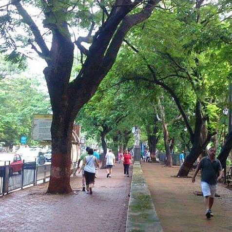 Tree,Public space,Pedestrian,Woody plant,Recreation,Plant,Leisure,Park,City,Tourism