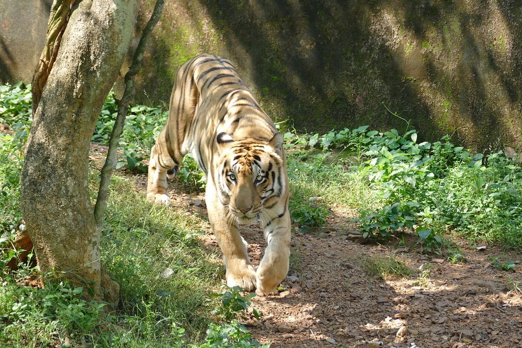 Tiger,Vertebrate,Bengal tiger,Wildlife,Mammal,Terrestrial animal,Siberian tiger,Felidae,Nature reserve,Zoo