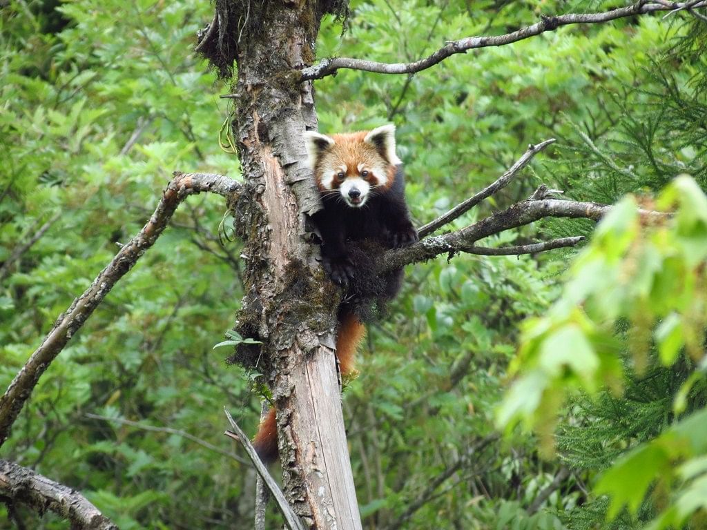 Mammal,Vertebrate,Red panda,Nature reserve,Terrestrial animal,Wildlife,Carnivore,Bear,Tree,Trunk