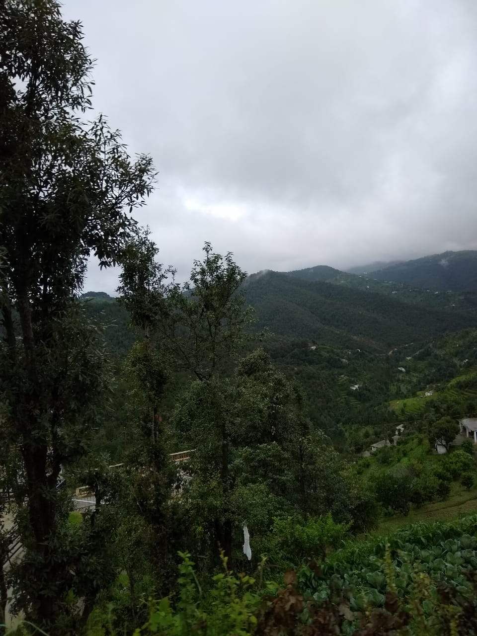 Vegetation,Hill station,Mountainous landforms,Tree,Forest,Natural environment,Mountain,Highland,Wilderness,Jungle