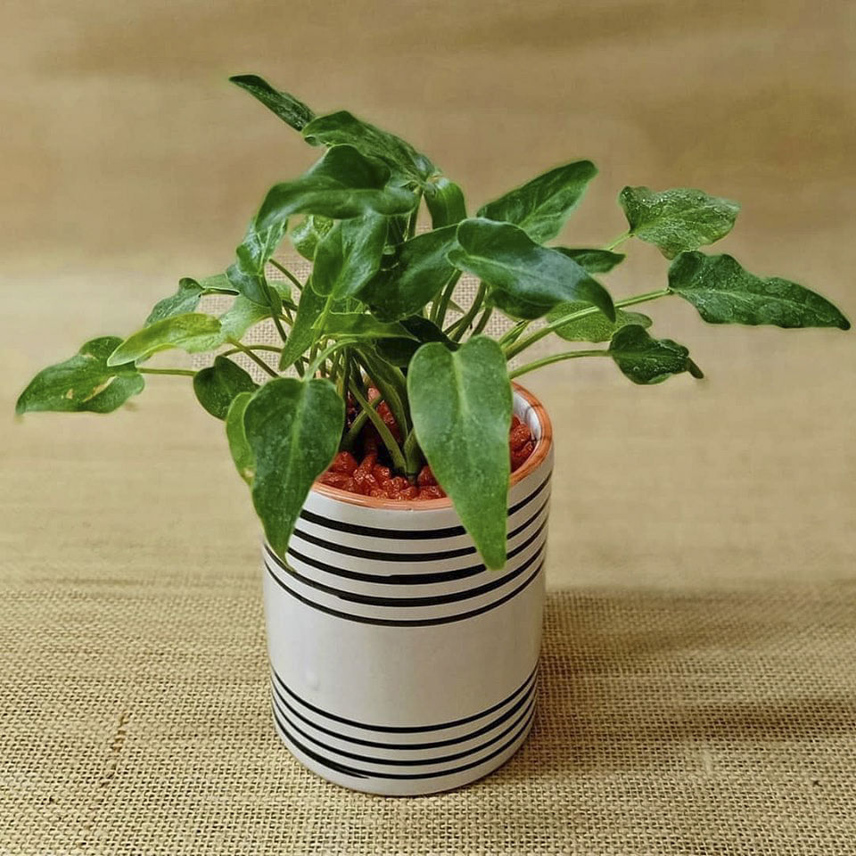 Flowerpot,Houseplant,Plant,Flower,Leaf,Herb,Flowering plant,Basil,Plant stem