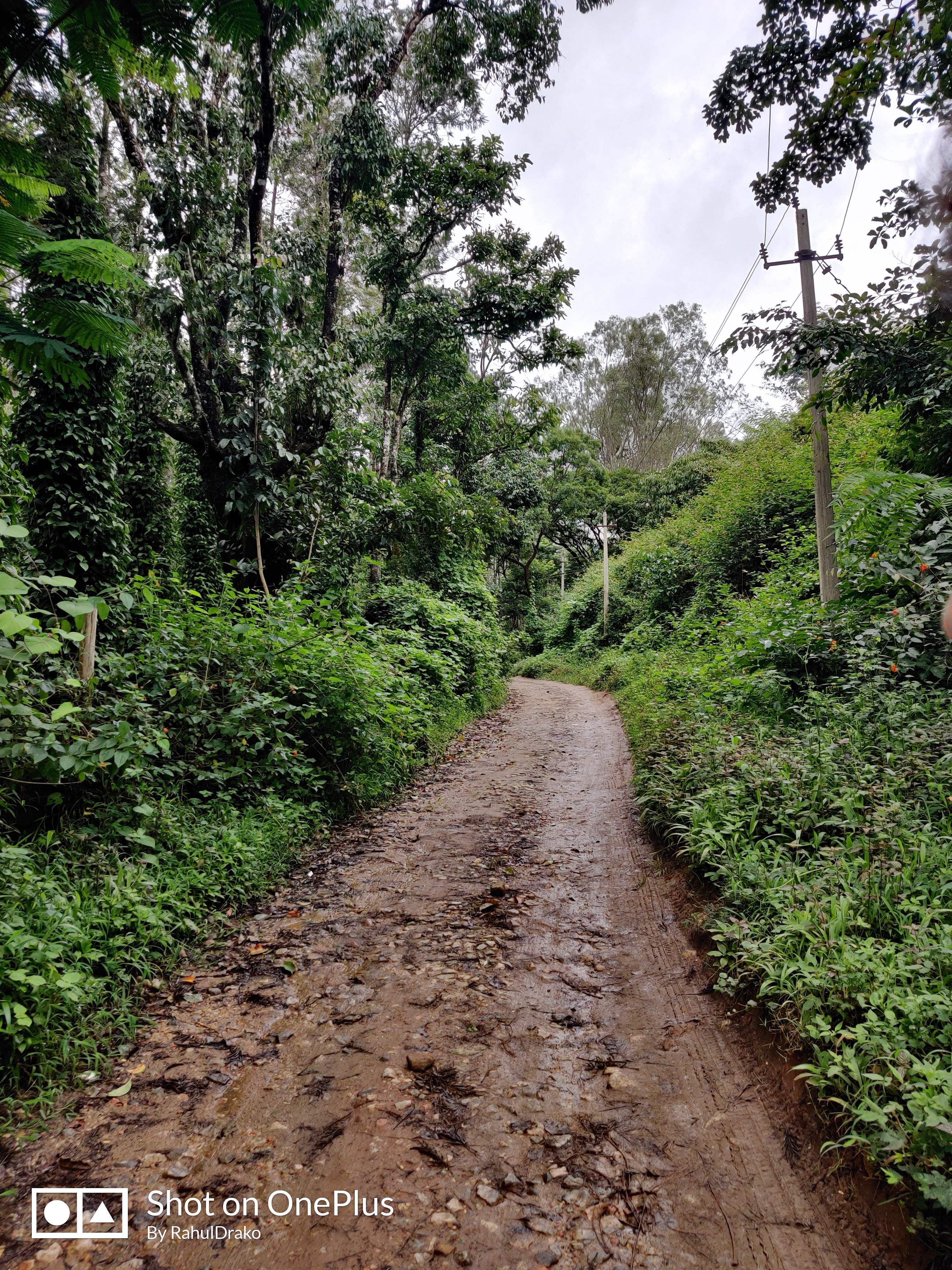 Trail,Vegetation,Dirt road,Nature,Tree,Natural environment,Forest,Nature reserve,Natural landscape,Path