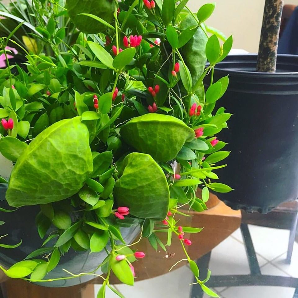 Flower,Plant,Houseplant,Green,Leaf,Botany,Flowering plant,Flowerpot,Herb,Anthurium