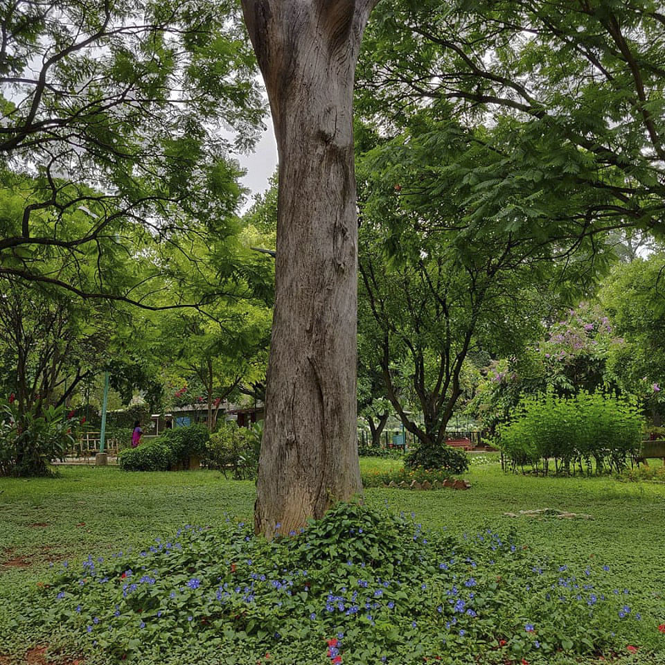 Tree,Green,Plant,Vegetation,Woody plant,Grass,Trunk,Botany,Branch,Leaf