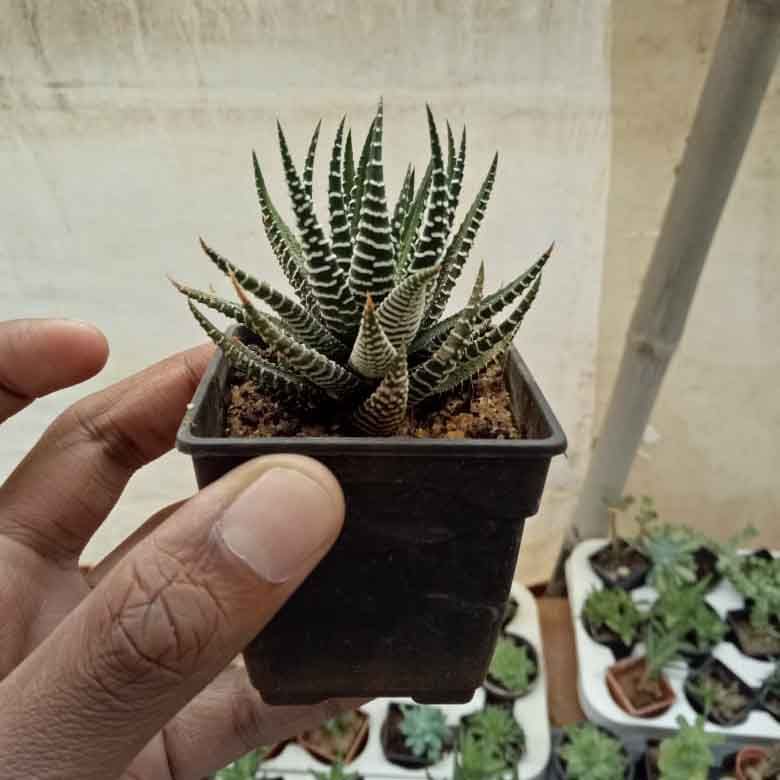 Flowerpot,Terrestrial plant,Houseplant,Flower,Plant,Cactus,Botany,Aloe,Thorns, spines, and prickles,Succulent plant