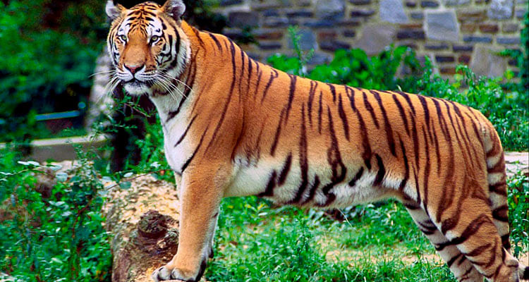 Tiger,Terrestrial animal,Vertebrate,Wildlife,Bengal tiger,Mammal,Siberian tiger,Felidae,Whiskers,Carnivore