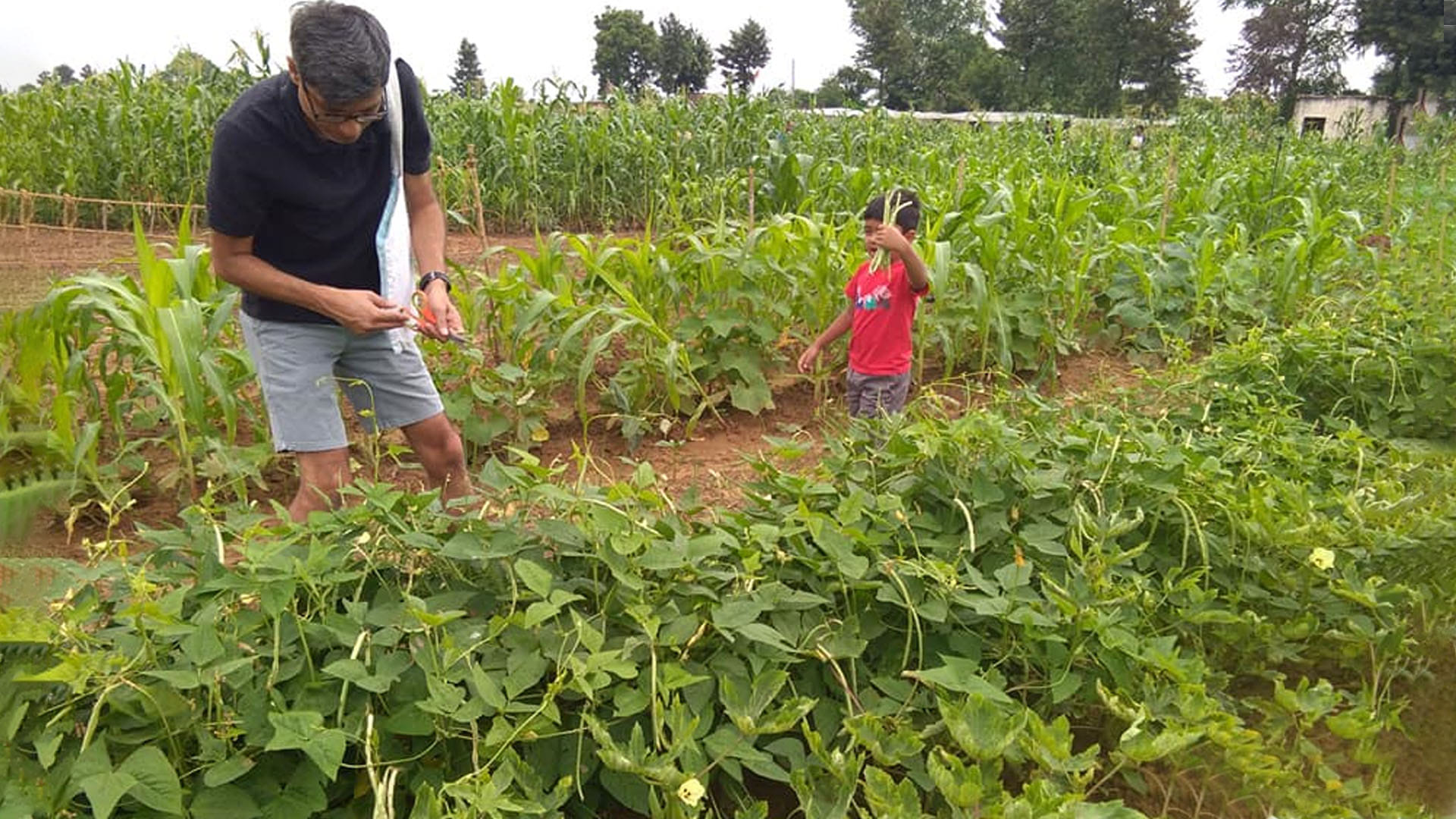 Crop,Plant,Farm,Cash crop,Agriculture,Flower,Farmworker,Tobacco,Plantation,Field