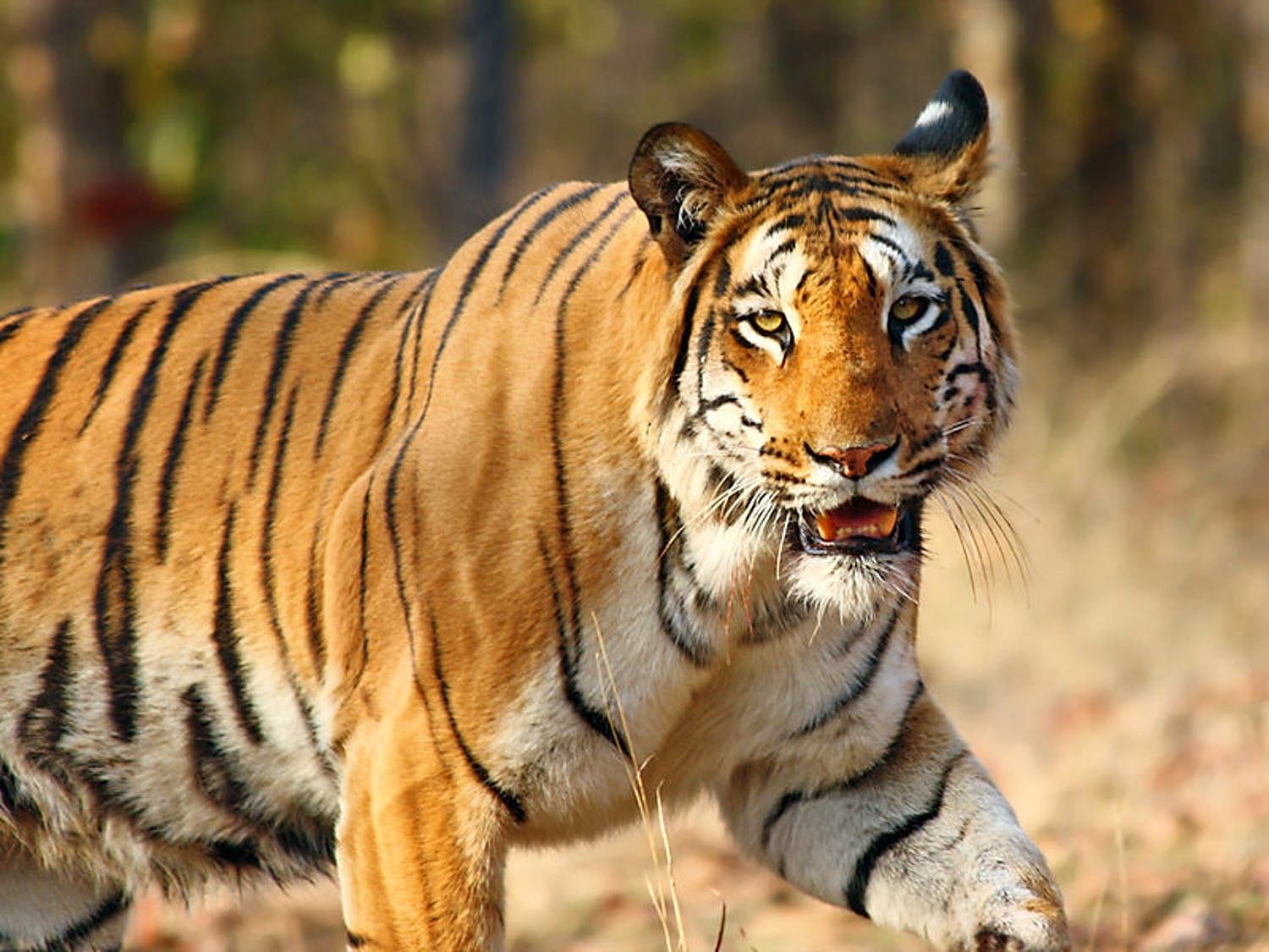 Tiger,Wildlife,Terrestrial animal,Mammal,Vertebrate,Bengal tiger,Siberian tiger,Felidae,Whiskers,Carnivore