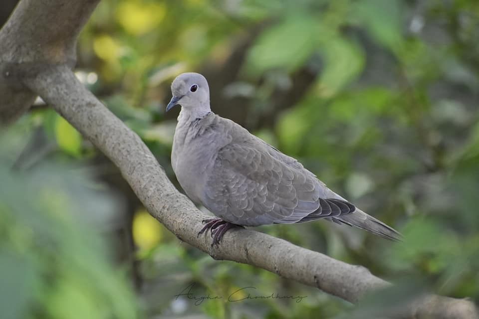 Bird,Vertebrate,Stock dove,Pigeons and doves,Beak,Rock dove,American Mourning Dove,Wildlife,Adaptation,Plant