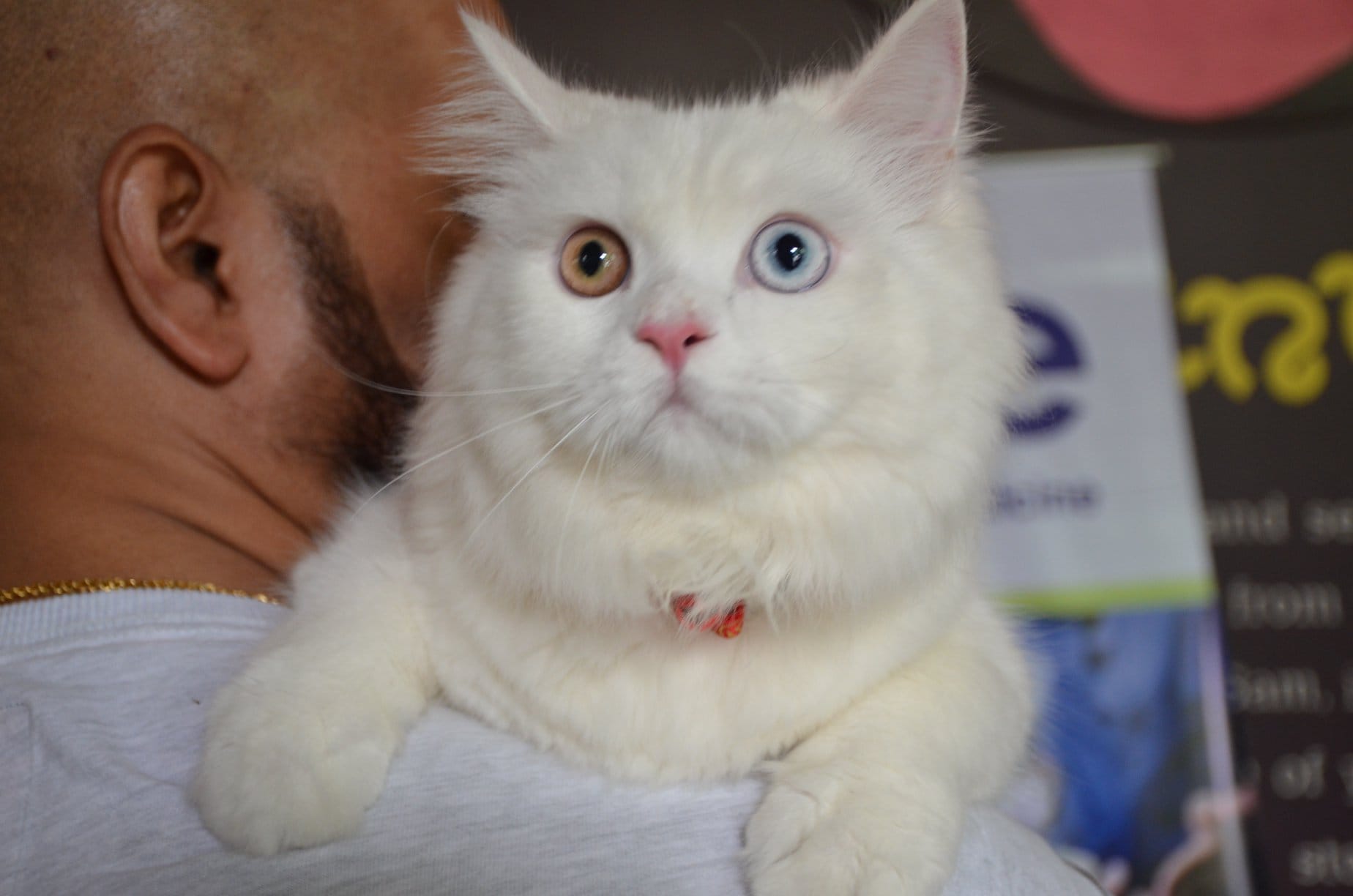 Join Delhi's First Kitty Bash This Sunday LBB, Delhi