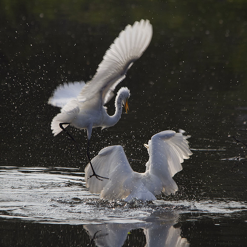 Bird,Vertebrate,Beak,Wing,Water,Great egret,Egret,Seabird,Snowy Egret,Wildlife