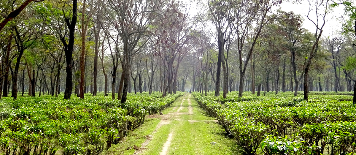 Tree,Natural landscape,Nature,Natural environment,Vegetation,Plantation,Forest,Green,Nature reserve,Plant